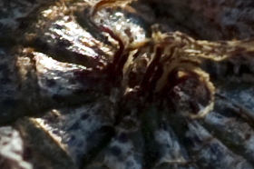 Frucht von Pleiospilos simulans